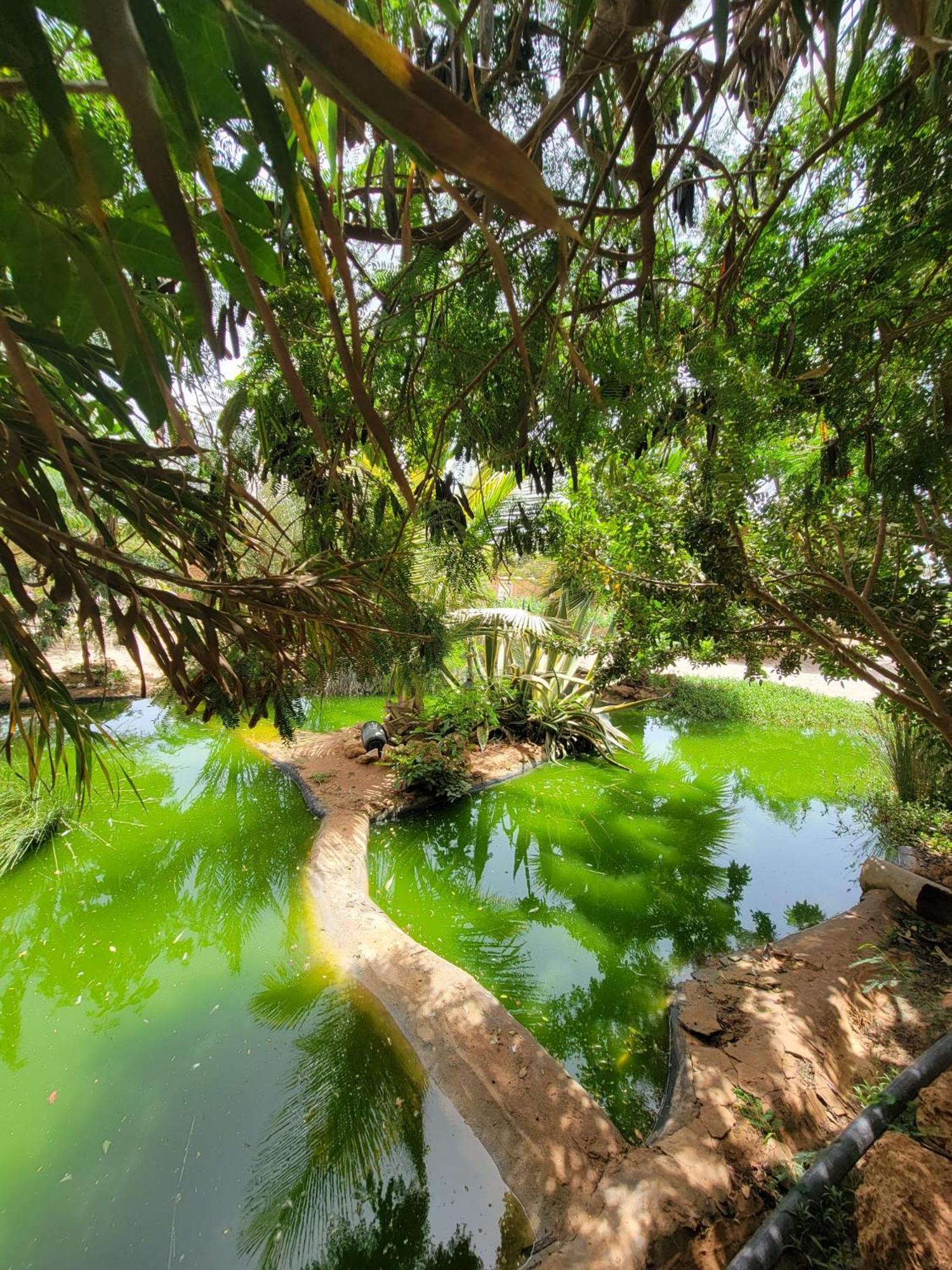 Dar Tawarta Guest House ดาคห์ลา ภายนอก รูปภาพ